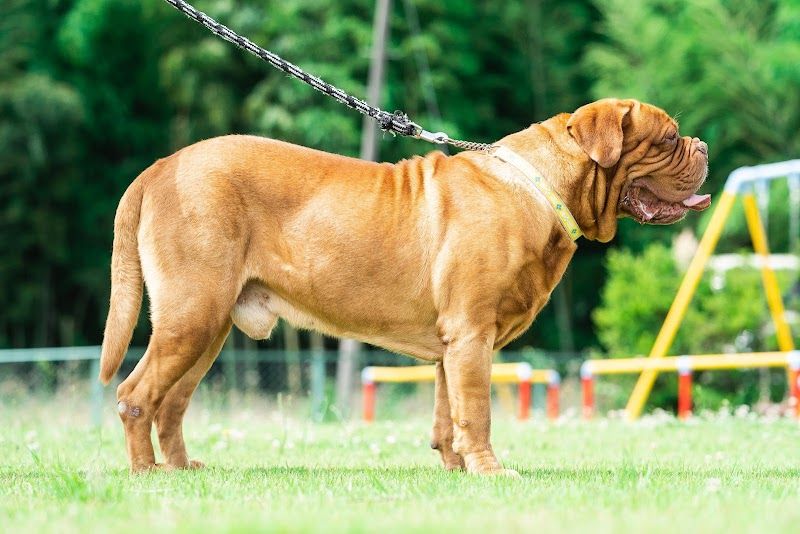株式会社MISAKO犬舎【ブリーダー・子犬販売】の写真 2