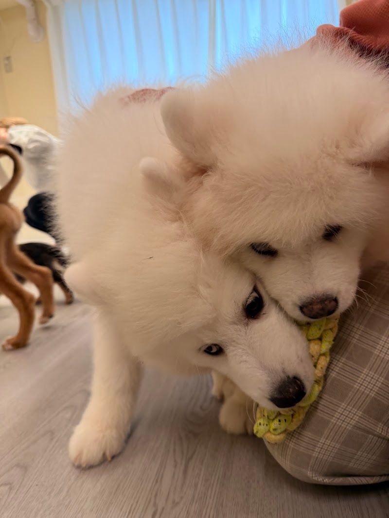 KOTEN PET SHOP & DOG CAFEの写真 3