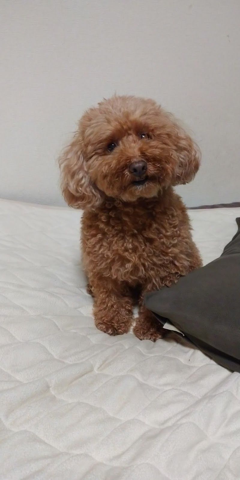 ピンクプードル（ＰＩＮＫＰＯＯＤＬＥ）の写真 1