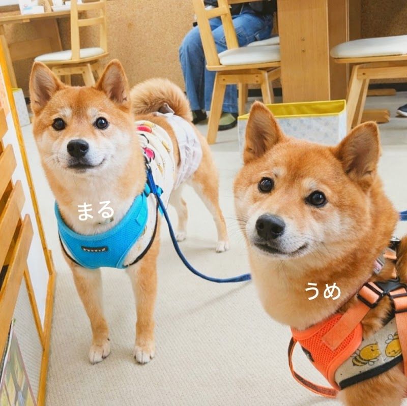 ドッグカフェ 悠HARUKAの写真 3