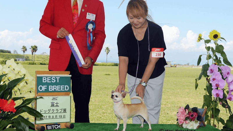 チワワ専門犬舎ONEWAYの写真 1