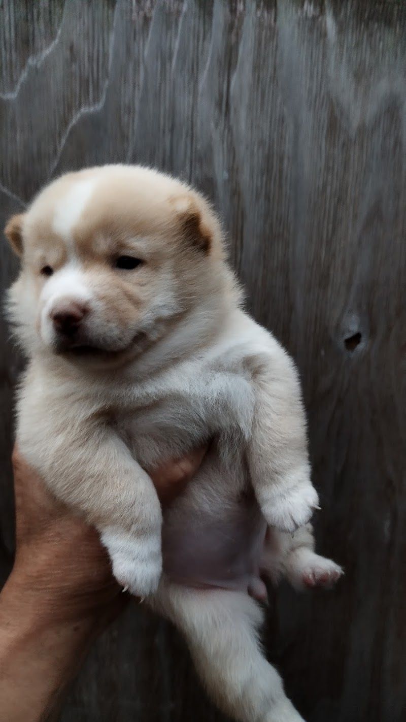 愛犬牧場ユニコーンヒルの写真 3