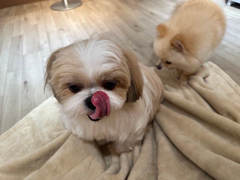 わんちゃんとあそぼ！の写真 3