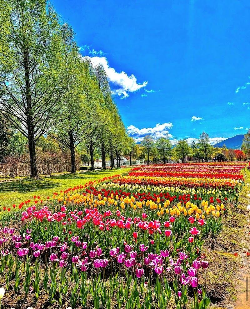 滋賀農業公園 ブルーメの丘の写真 1