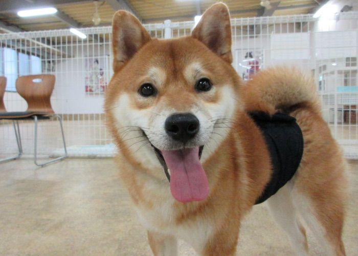 秋田県民共済生活協同組合 秋田ペットプラザ絆の写真 2