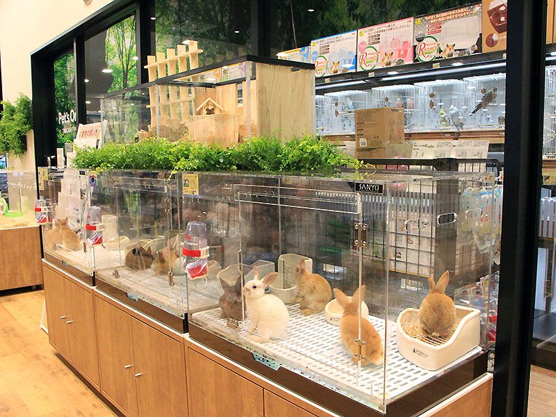 ペットショップ ワンラブ カインズ仙台泉店の写真 3