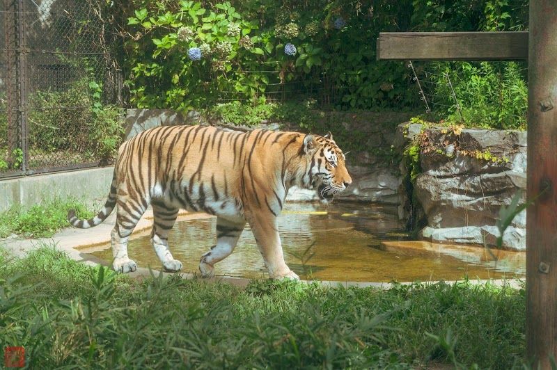 秋田市大森山動物園の写真 3