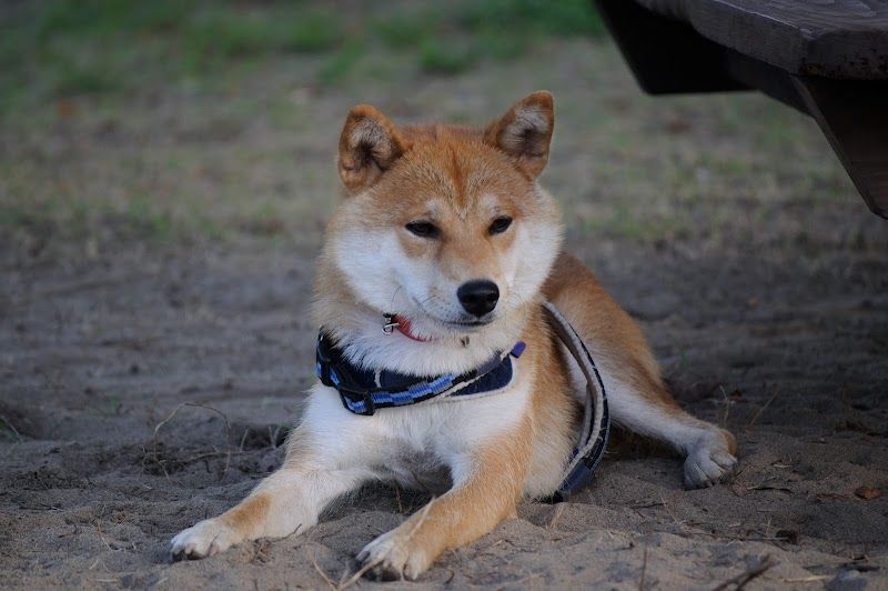 島見緑地公園ドッグランの写真 3