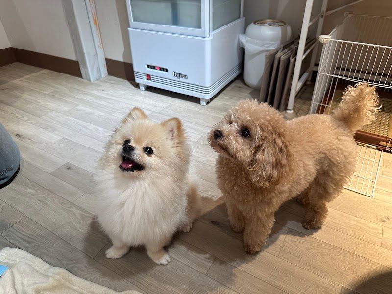 わんちゃんとあそぼ！の写真 2