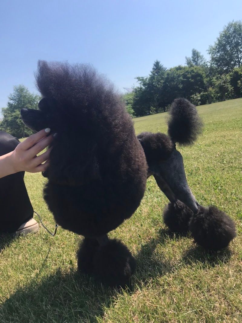 ドッグサロンバウバウの写真 2