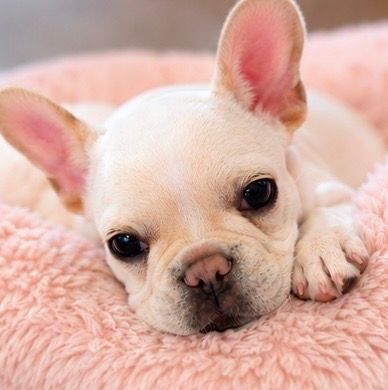 Petit Chien プティシアン 花巻の写真 2