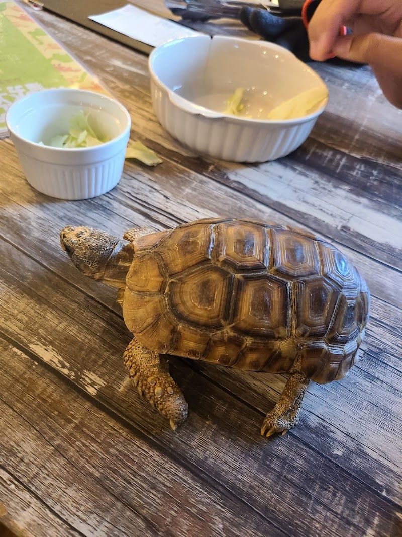 エキゾチックアニマルカフェRicky福島店の写真 2