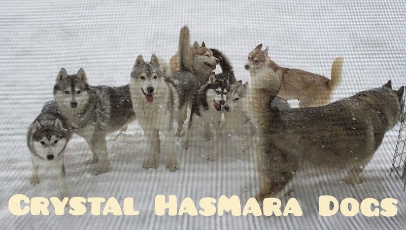 Crystal HasMara Dogsの写真 2