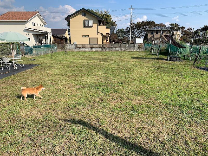 ドッグカフェるしあんの写真 3