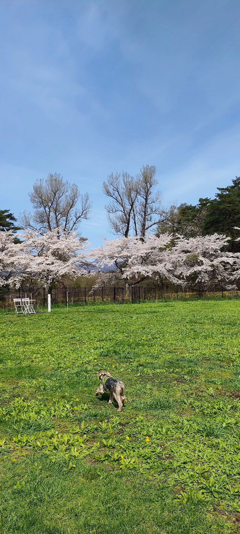 小岩井農場まきば園ドッグランの写真 1