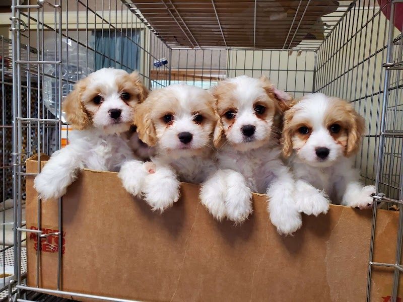 街の犬やさんの写真 1