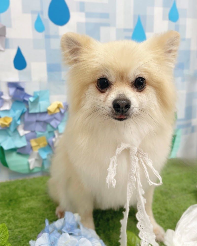 Dog&Cat Salon LUPINE.の写真 3