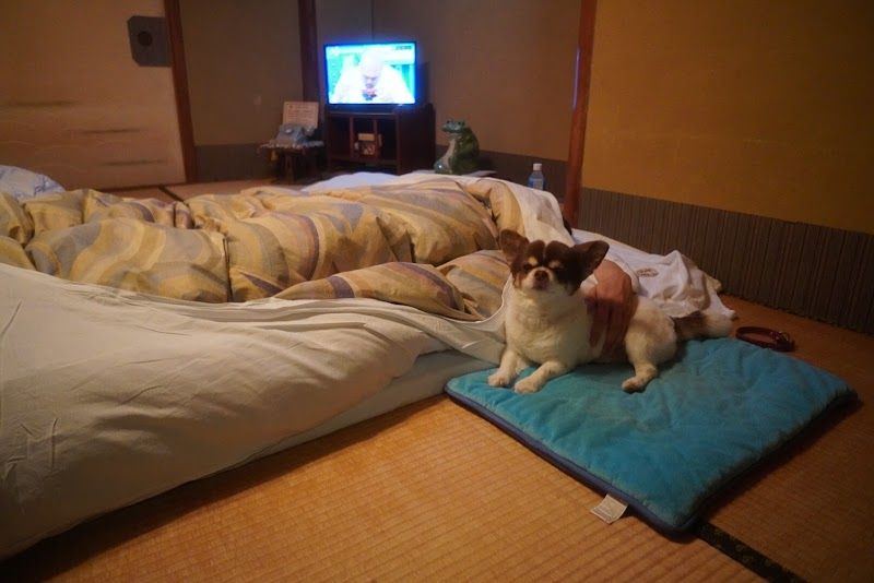 ペットと泊まれる旅館 まつしんの写真 2