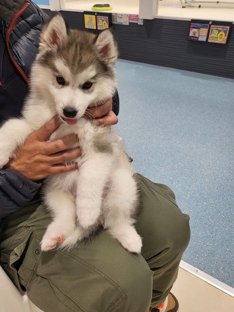 ワンラブ大型犬専門店の写真 1