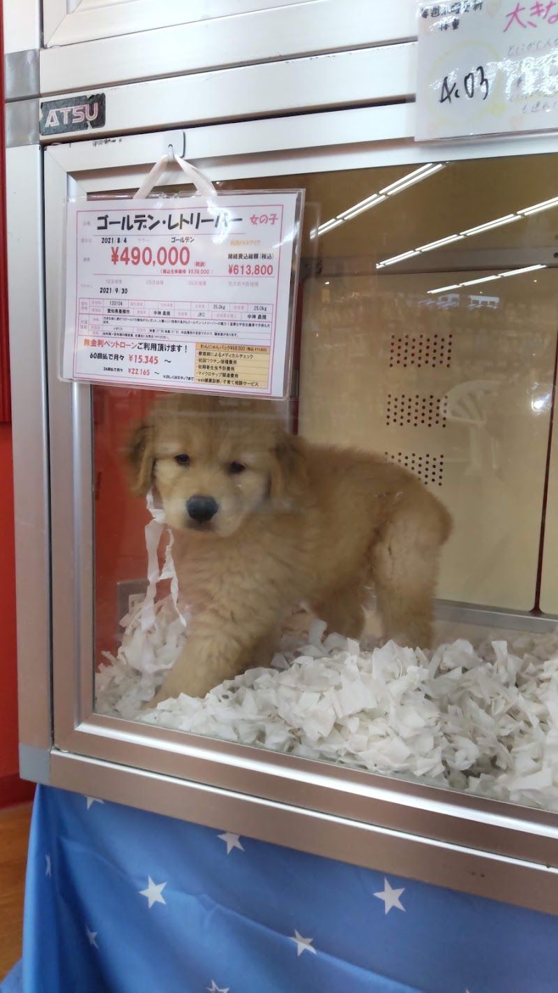 ペットショップ 犬の家&猫の里 愛知刈谷店の写真 3