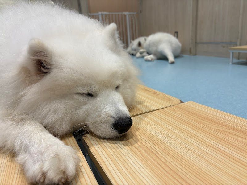 サモエドカフェ アル 名古屋栄店の写真 2