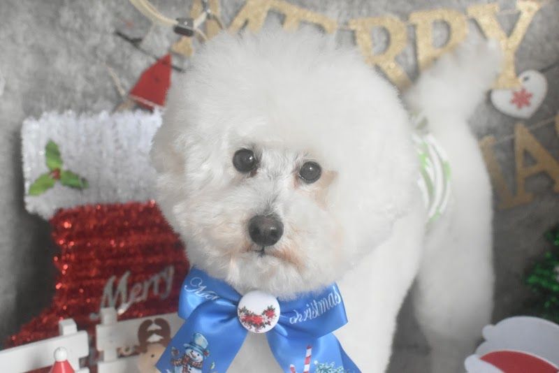 CUTIE★DOG by Emiko Yabukiの写真 2