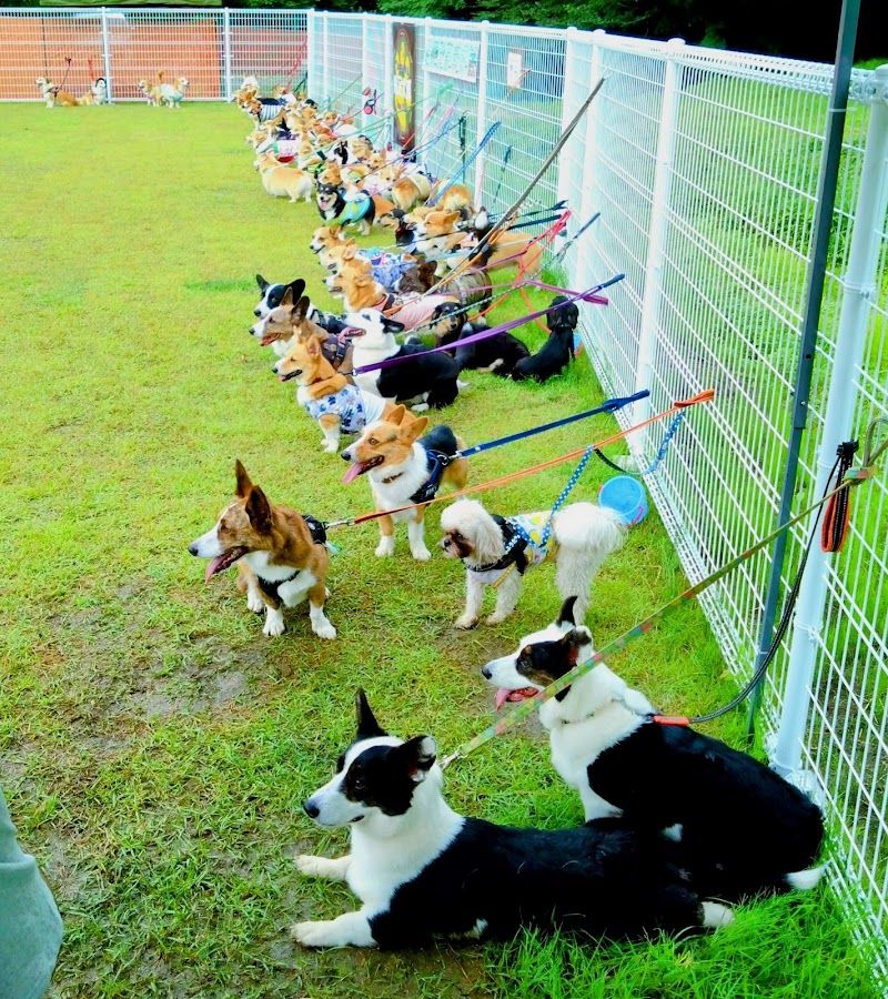 Dog Village台ヶ森の写真 2