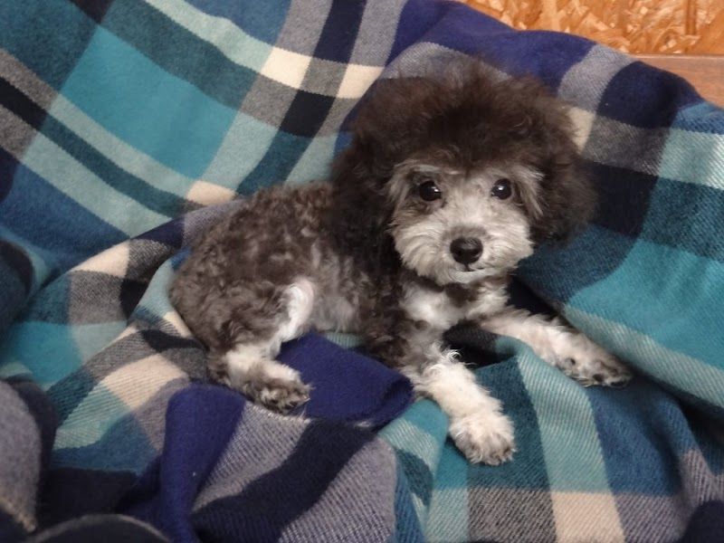 らくてんぼう犬舎の写真 2