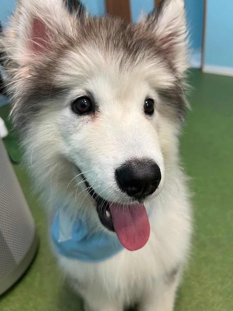 大型犬ふれあいランド MOFFYLANDの写真 3