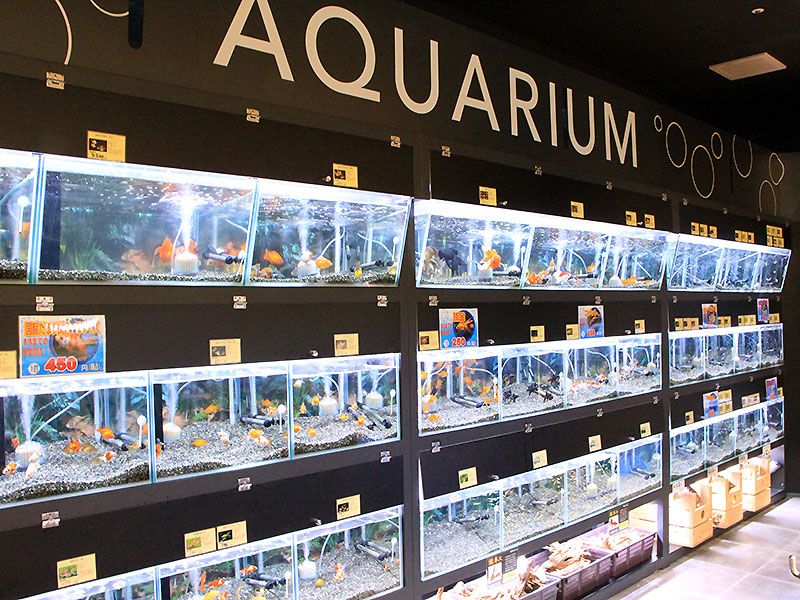 ペットショップ ワンラブ カインズ仙台泉店の写真 2