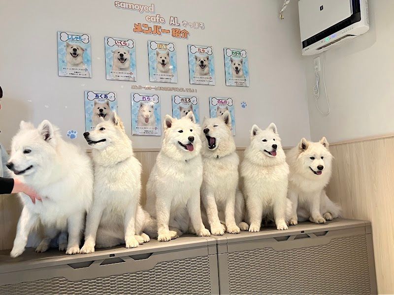 サモエドカフェ アル 札幌店の写真 2