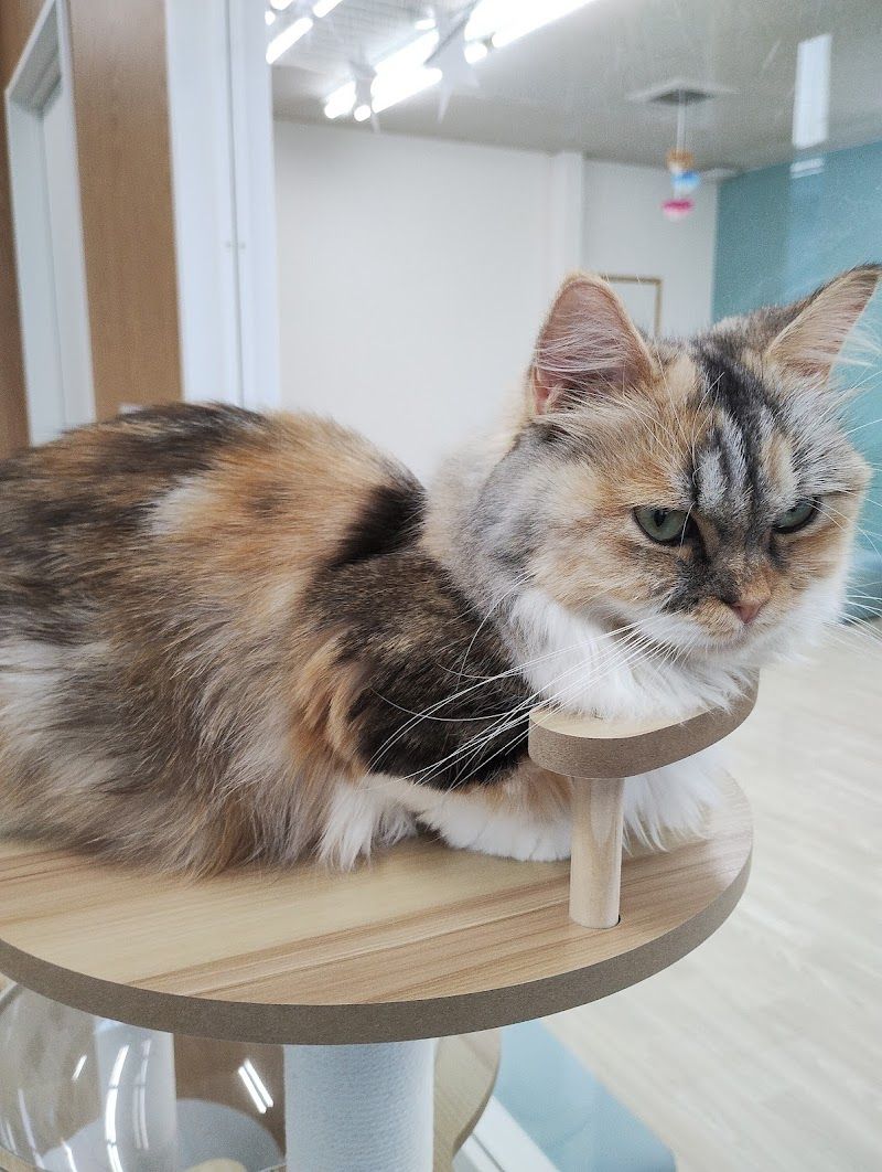 ANELLA CAFE【保護犬猫ふれあいカフェ】福井店の写真 2