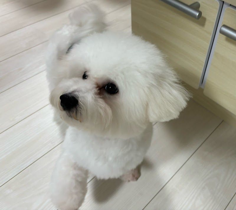 わんわんハウス Stellaの写真 2