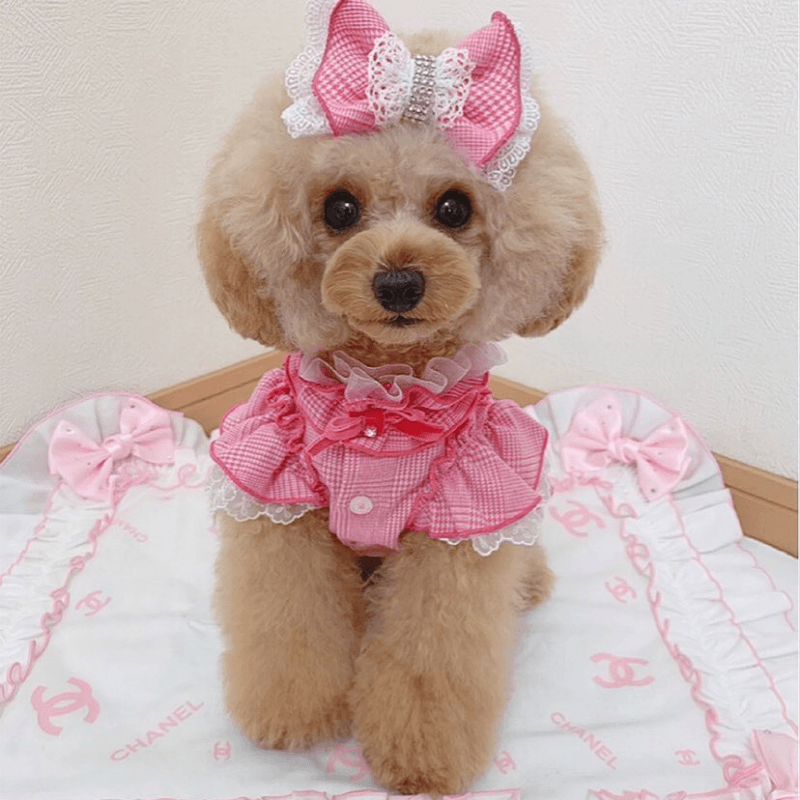 犬プルプルハウスの写真 3