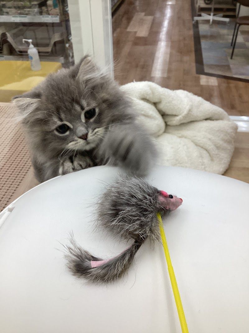 ペットプラス 青森浜田店の写真 3