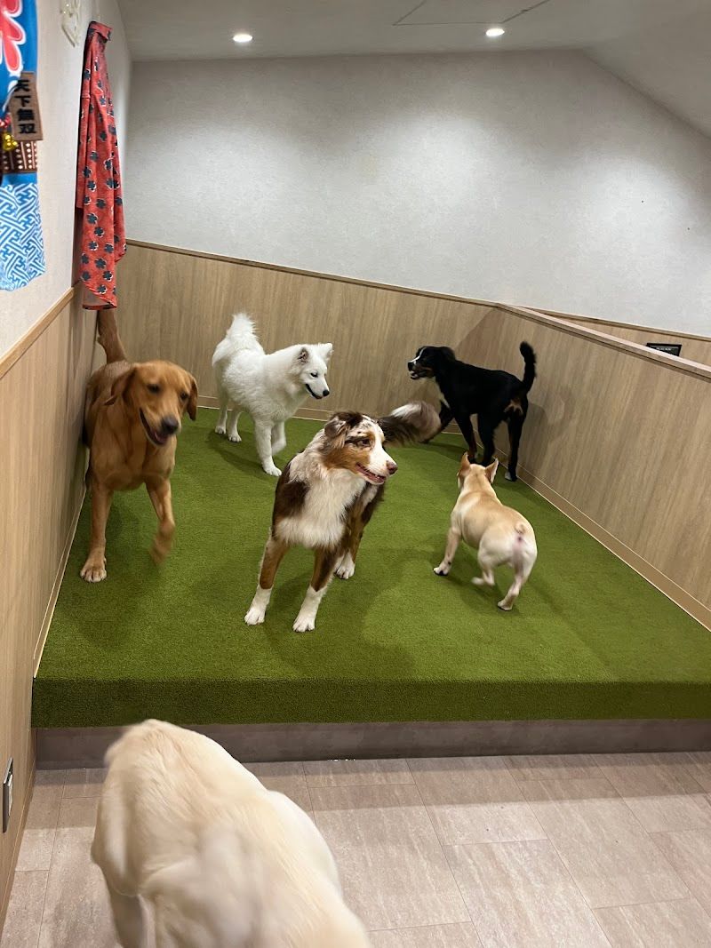 大型犬カフェ Share Hapiの写真 2
