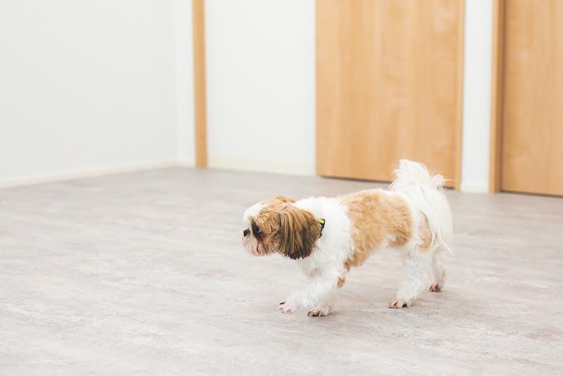 PawPark 犬のためのようちえん 盛岡店の写真 2