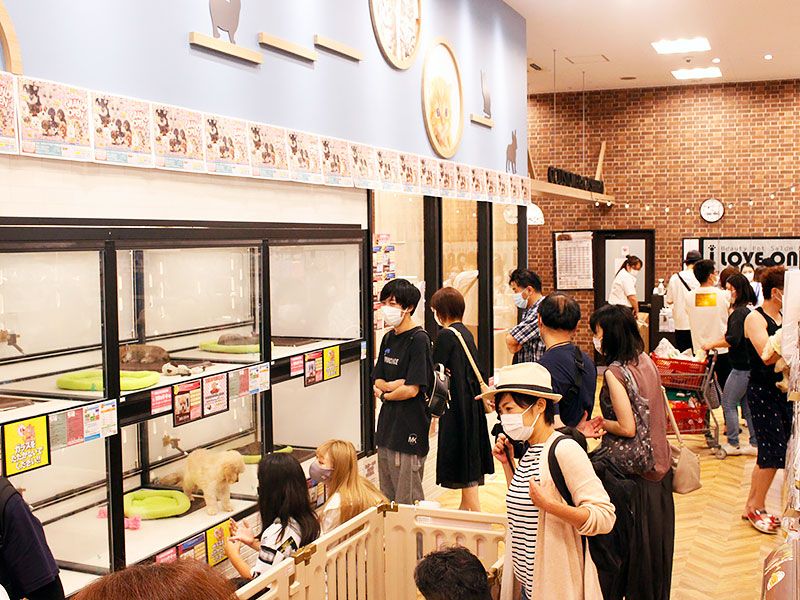 ペットショップワンラブ イオン手稲山口店の写真 2