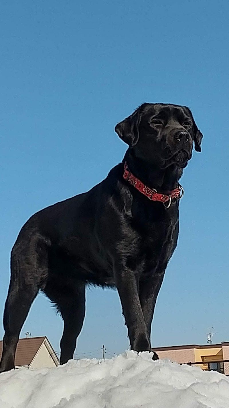 ラブラドールレトリバーサポートSHOP DOG FIELD ドッグフィールドの写真 2