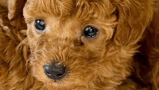 Rainbow Cafe/Pearl poodle/Dog salonの写真 2