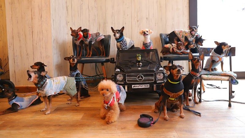 Dogcafe WanCo familiarの写真 3
