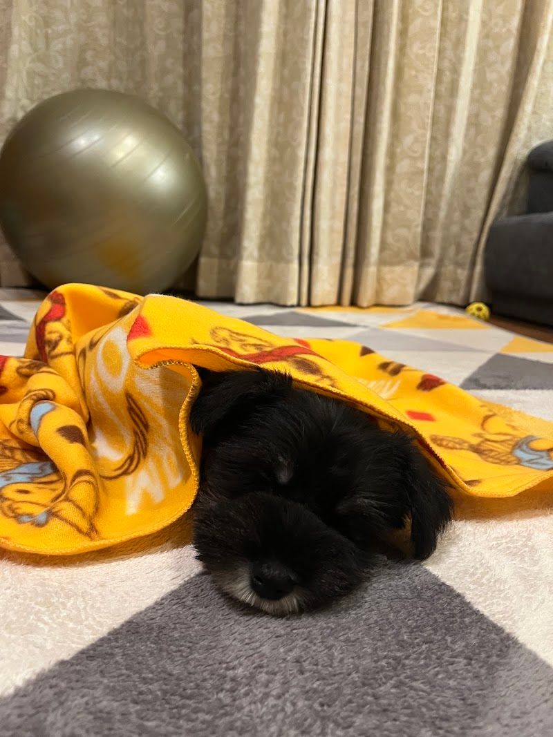犬プルプルハウスの写真 2