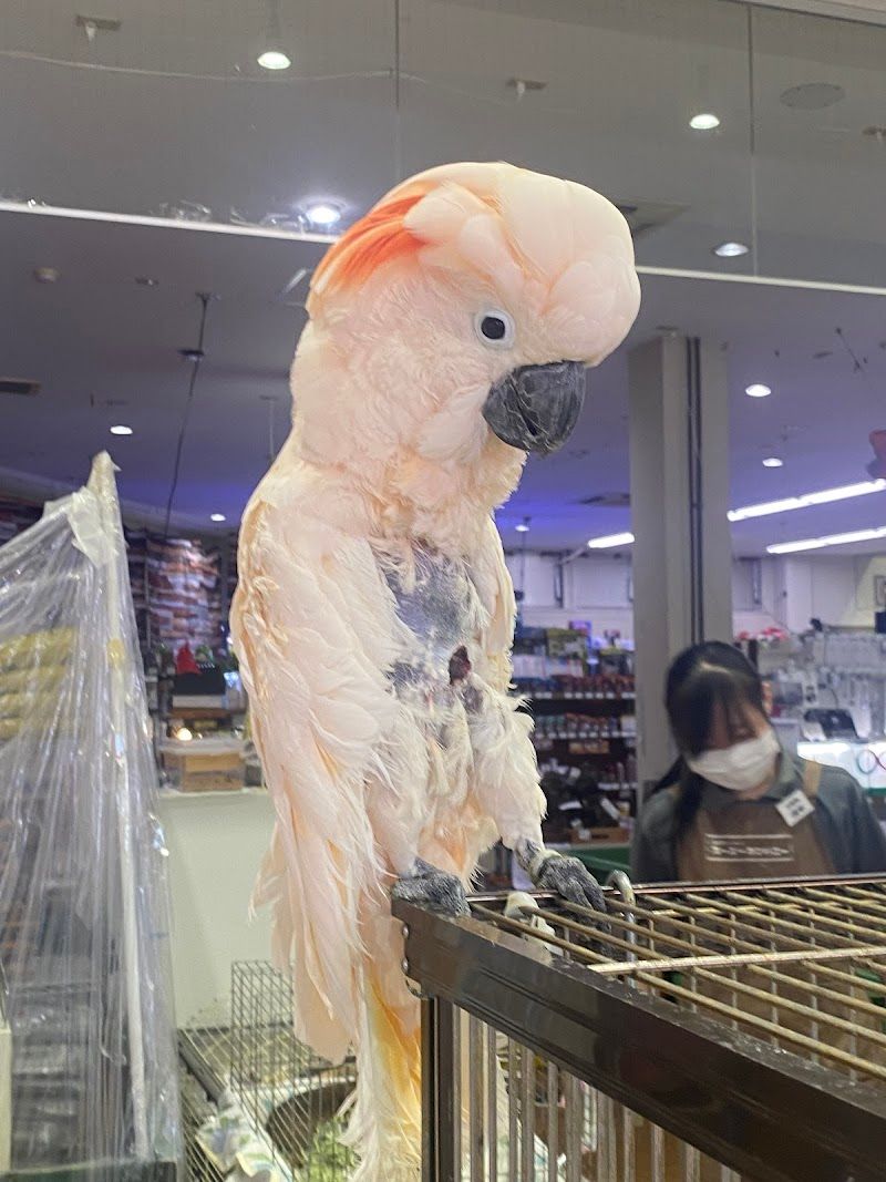 ズーズーカンパニー八乙女店の写真 3