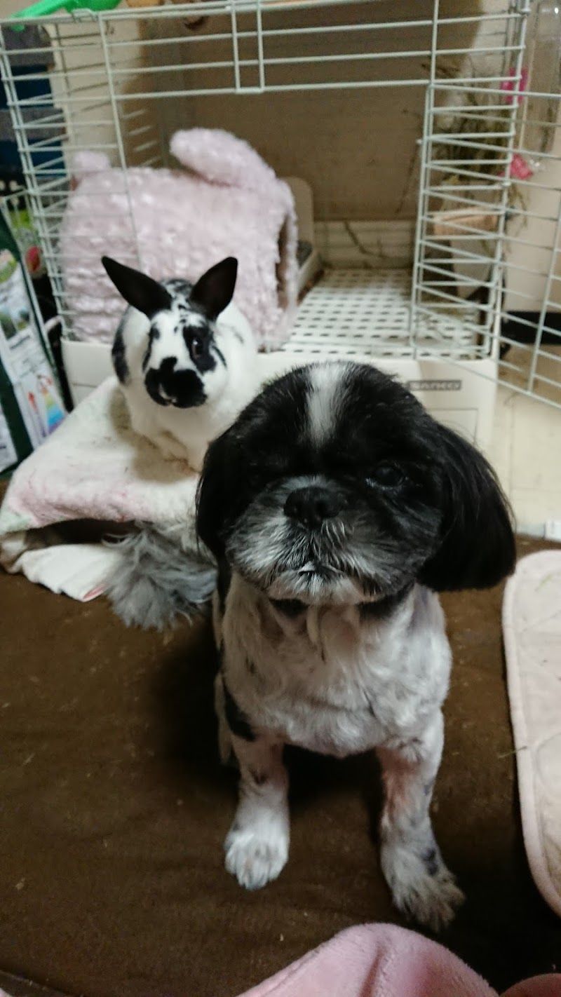 動物病院ダックスの写真 3