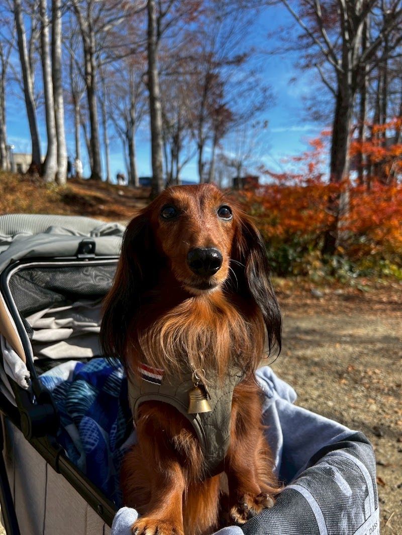 ドイツ純血ミニチュアダックス専門犬舎・シルトクレーテの写真 3