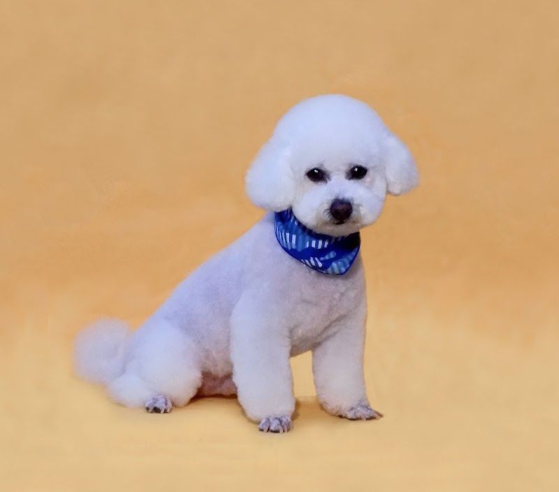 【幸せみつかるPetshop】 ハバナデーの写真 2