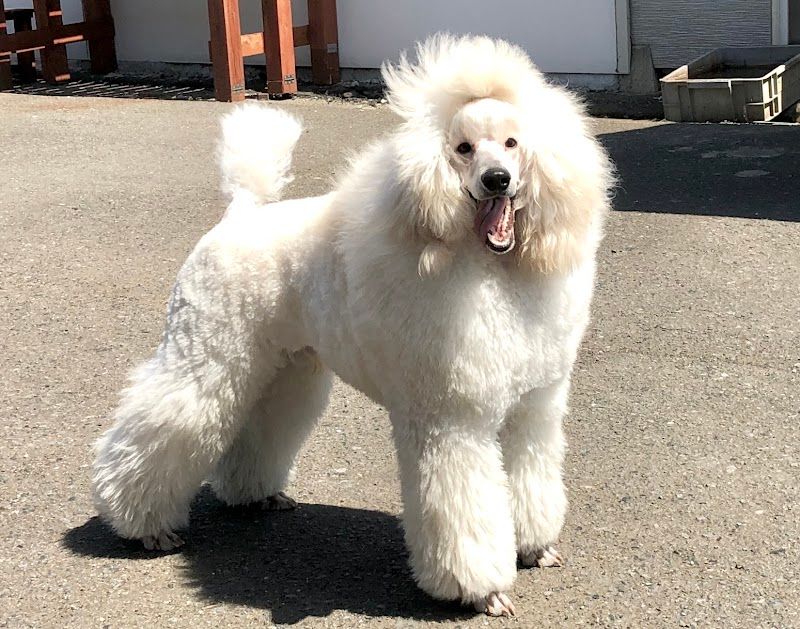 おいらせパピーファームの写真 1