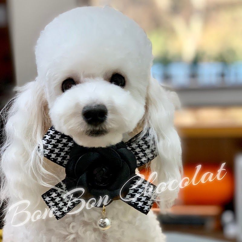 Dog's Room Bon Bon Chocolatの写真 1