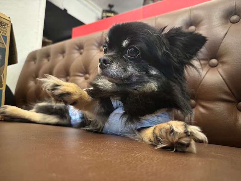 Dog Cafe いぬごこちの写真 3