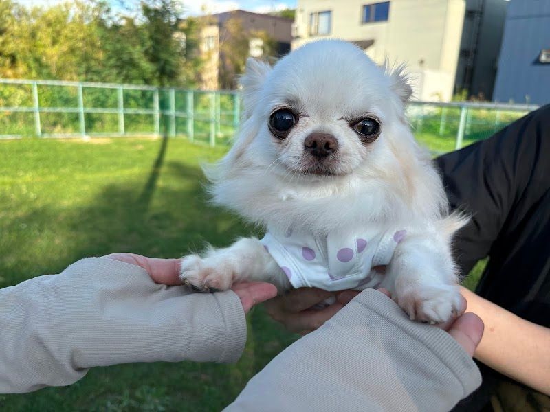 プチクラブ犬舎の写真 2